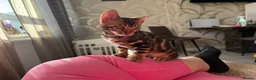 Bengal cats for sale: 🐾 Beautiful Bengal Kittens Available! 🐆❤️ - Advert 3