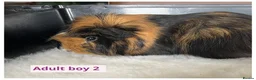 Guinea Pig rodents for sale: Beautiful baby boys, and adult boys. - Advert 5