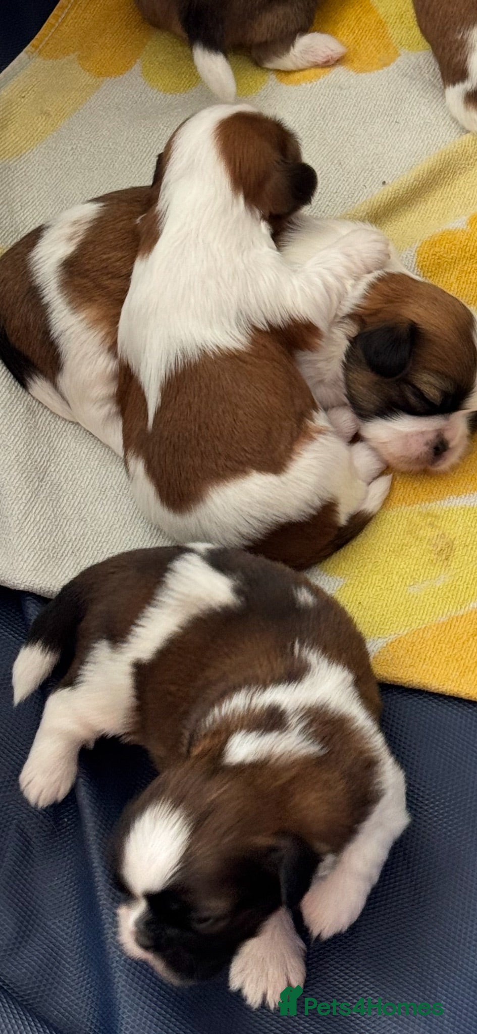 Shih Tzu dogs Beautiful litter of Shih Tzu puppies - Advert 2