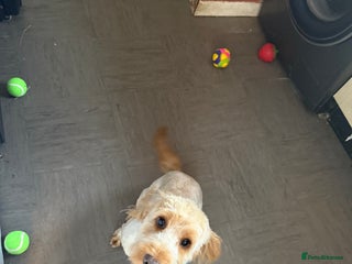 Cockapoo dogs - Advert 2