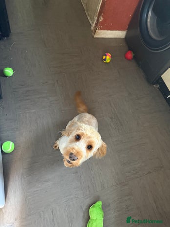 Cockapoo dogs - Advert 1