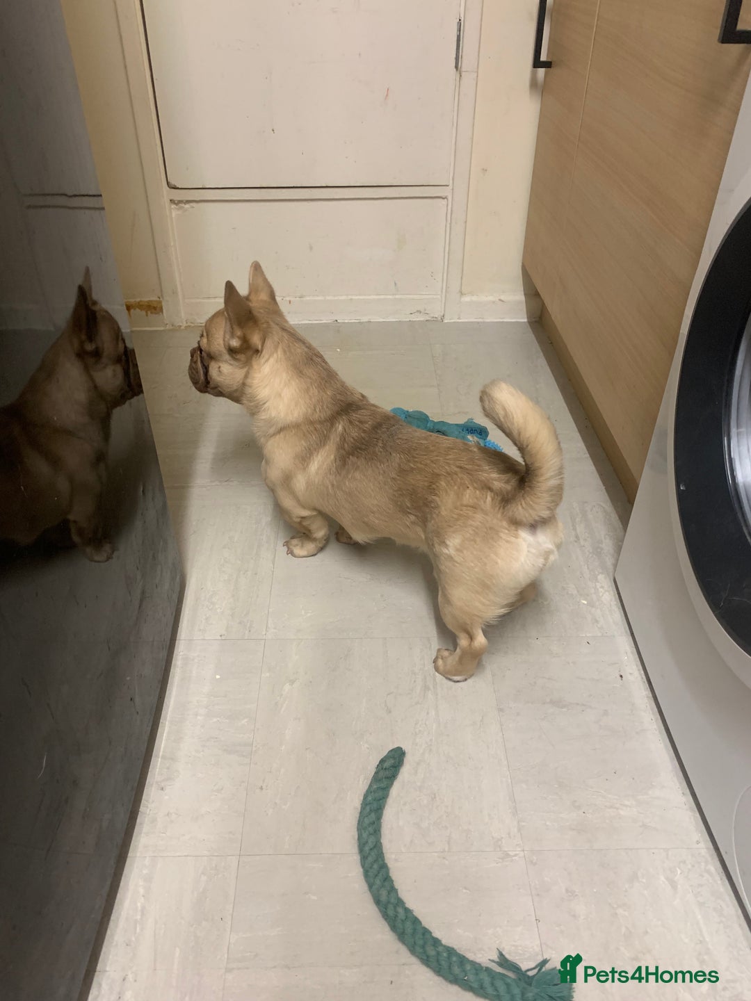 Mixed Breed dogs for sale: French bull dog cross Pekingese puppy - Image 2