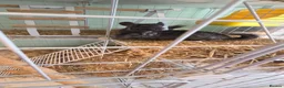 Chinchilla rodents for sale: Chinchilla Triplets  - Advert 5