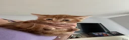 Mixed Breed cats for sale: Mixed breed ginger boys - Advert 2