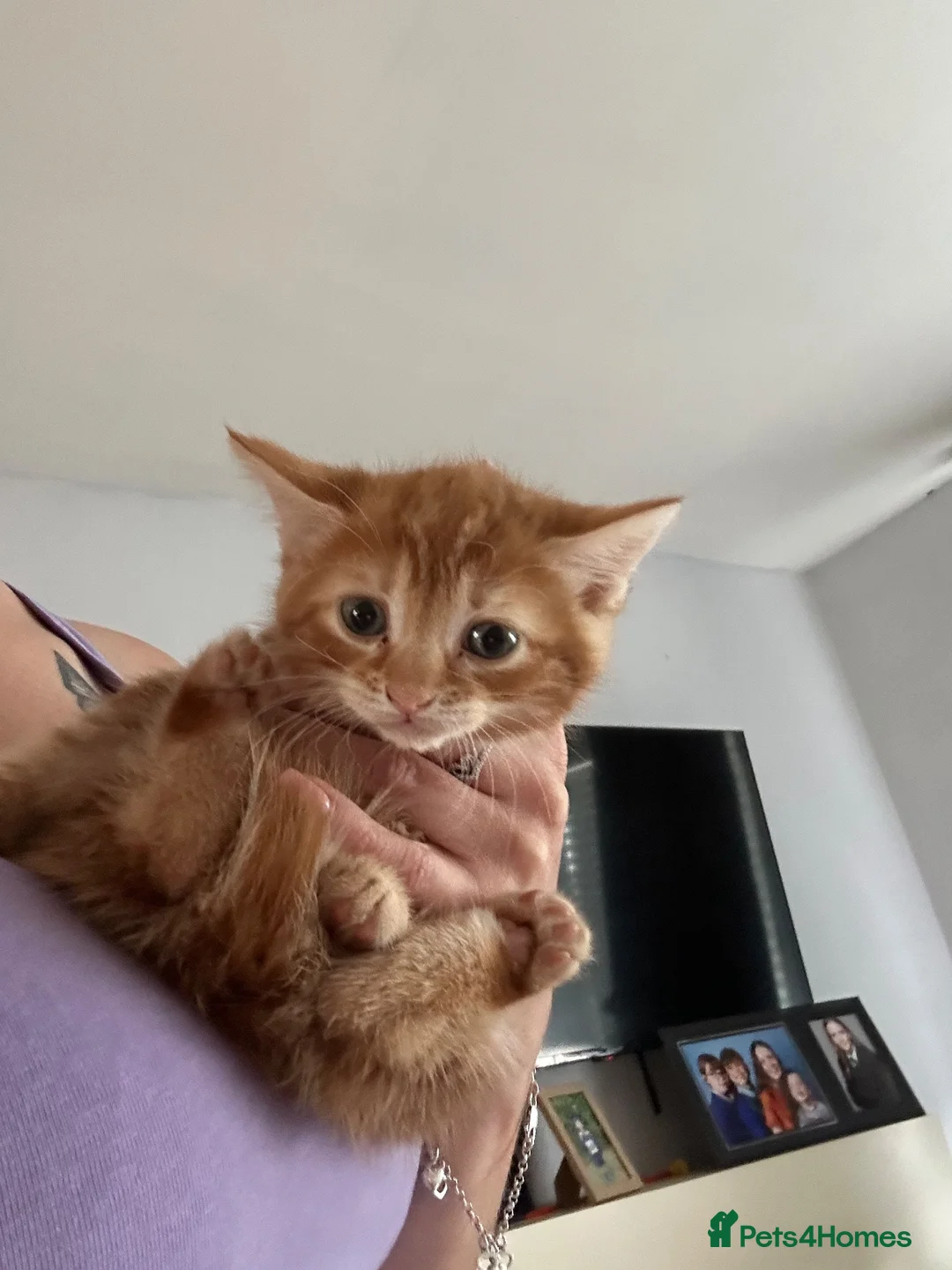 Mixed Breed cats for sale: Mixed breed ginger boys - Advert 2