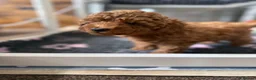 Toy Poodle dogs for sale: KC Registered Toy Poodle Puppies – DNA Clear,  - Advert 29