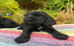 Cocker Spaniel dogs for sale: Beautiful cocker spaniel Boys  - Image 6