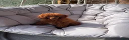 Toy Poodle dogs for sale: Beautiful Asian toy poodles  - Advert 12