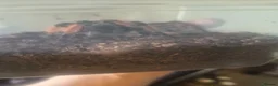 Tarantulas invertebrates for sale: Mexican fire leg - Advert 6
