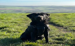 Labrador Retriever dogs for sale: Working Labrador Puppies - 3 boys remaining - Image 12