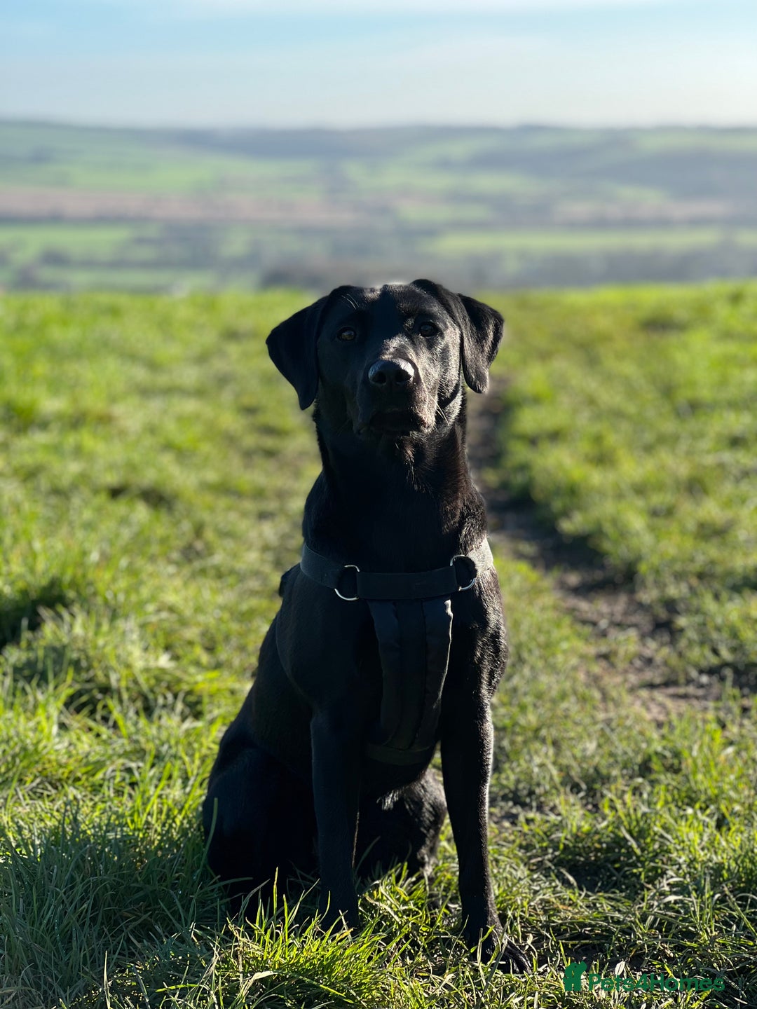 Labrador Retriever dogs for sale: Working Labrador Puppies - 3 boys remaining - Image 12