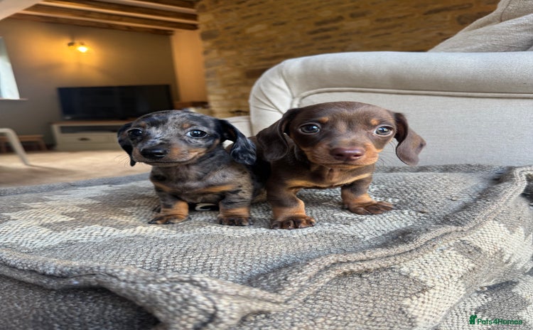 Miniature Dachshund dogs - Advert 2