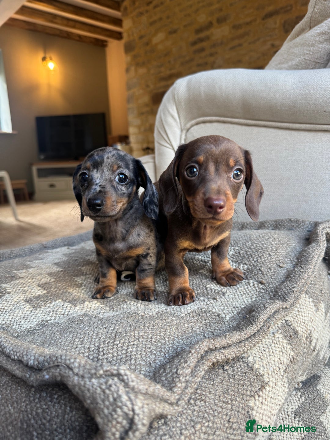 Miniature Dachshund dogs for sale: KC champ lines miniature smooth dachshund puppies - Image 1