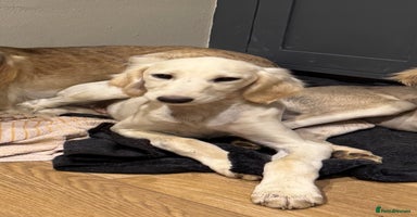 Saluki dogs Lovely Saluki Puppies - Advert 8