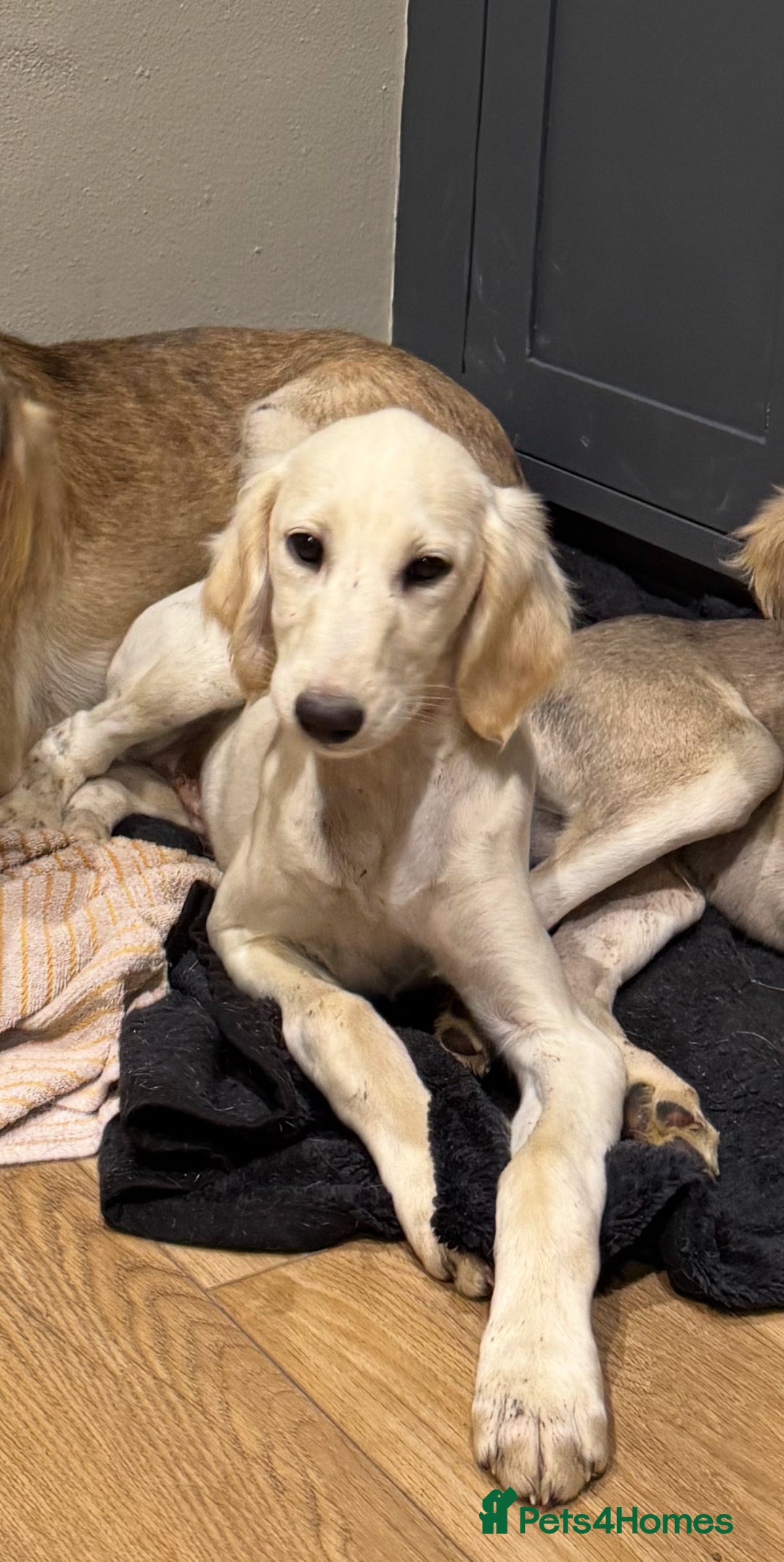 Saluki dogs for sale: Lovely Saluki Puppies - Advert 2