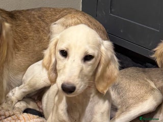 Saluki dogs Lovely Saluki Puppies - Advert 4