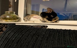 English rabbits for sale: Sunny Female Rabbit Looking for a Bonded Home - Image 1