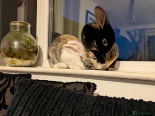 English rabbits - Advert 2