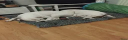 American Bulldog dogs for sale: American bulldogs  - Advert 4