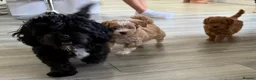 Shihpoo dogs for sale: Two Beautiful Shihpoo Puppies looking for home🏡  - Advert 34