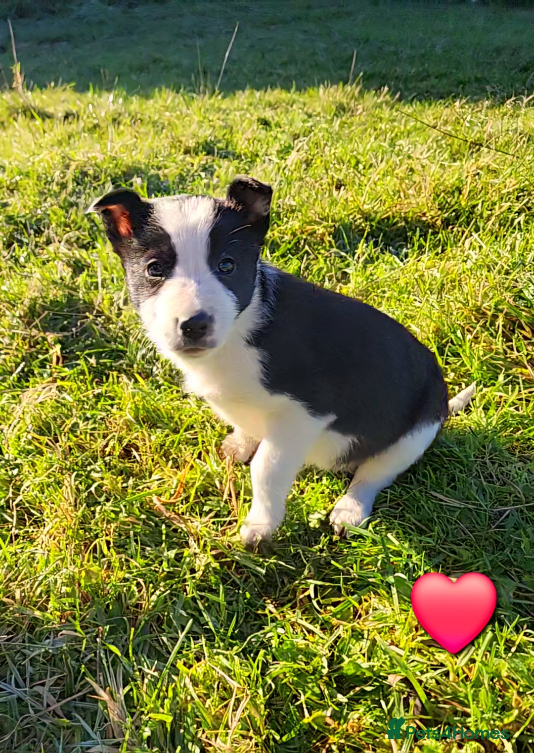Border Collie dogs for sale: Border Collie Puppies  - Advert 3