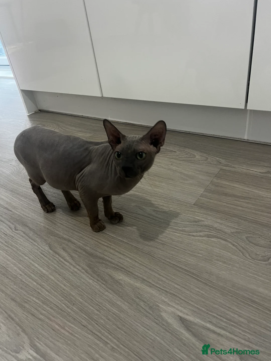 Egyptian Mau cats for sale: Sphynx £350 - Advert 3