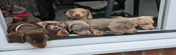 Miniature Dachshund dogs for sale: KC registered miniature Dachshund 🐶  - Advert 2