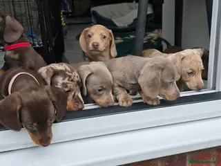 Miniature Dachshund dogs KC registered miniature Dachshund 🐶 - Advert 3