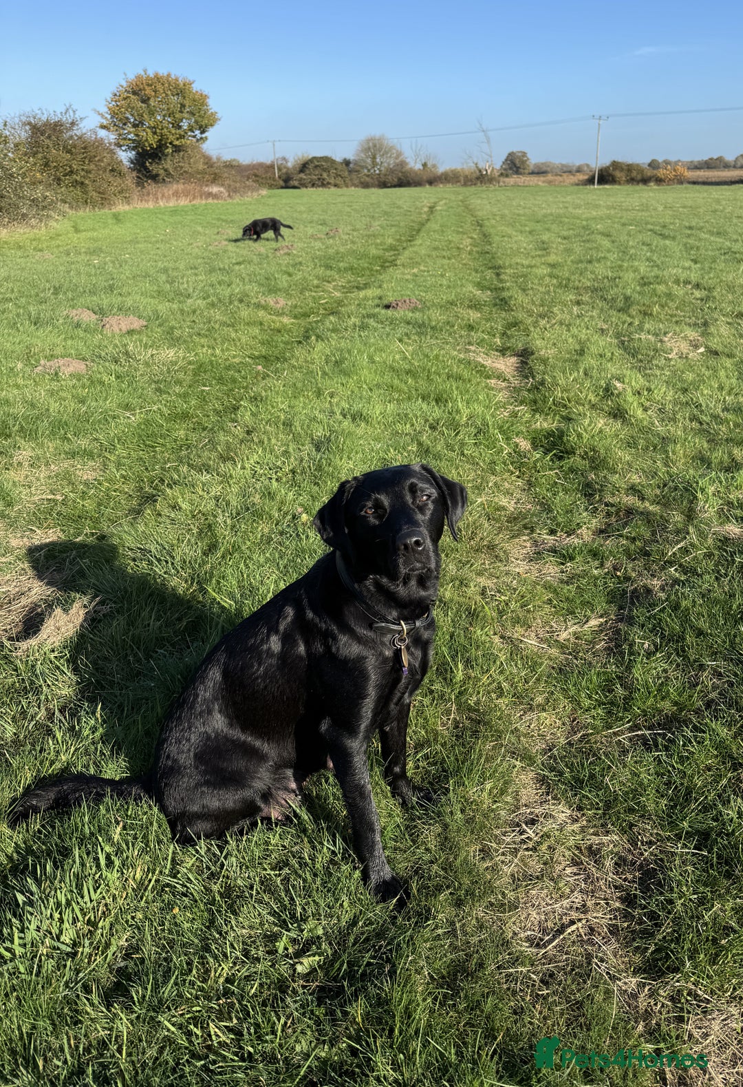 Labrador Retriever dogs for sale: KC registered yellow Labradors. Ready from 23 Dec - Advert 9