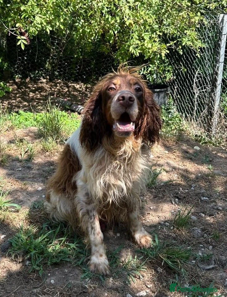 English Setter dogs Luis  - Advert 4