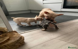 French Bulldog dogs for sale: 2 lovely French bulldog boys for sale  - Image 12