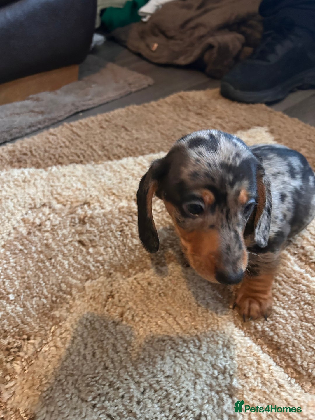 Miniature Dachshund dogs for sale: Dachshund puppies boys and girls ready now - Advert 18