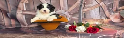 Australian Shepherd dogs for sale: Australian shepherds  - Advert 29