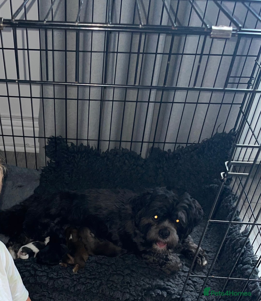 Family Lhasa Apso Puppies for sale Pets4Homes