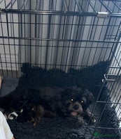 Lhasa Apso dogs KC Registered Lhasaapso Puppies - Advert 3