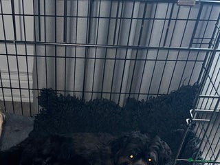 Lhasa Apso dogs - Advert 1