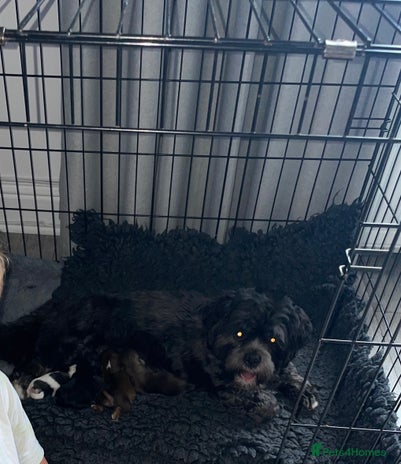 Lhasa Apso dogs - Advert 2