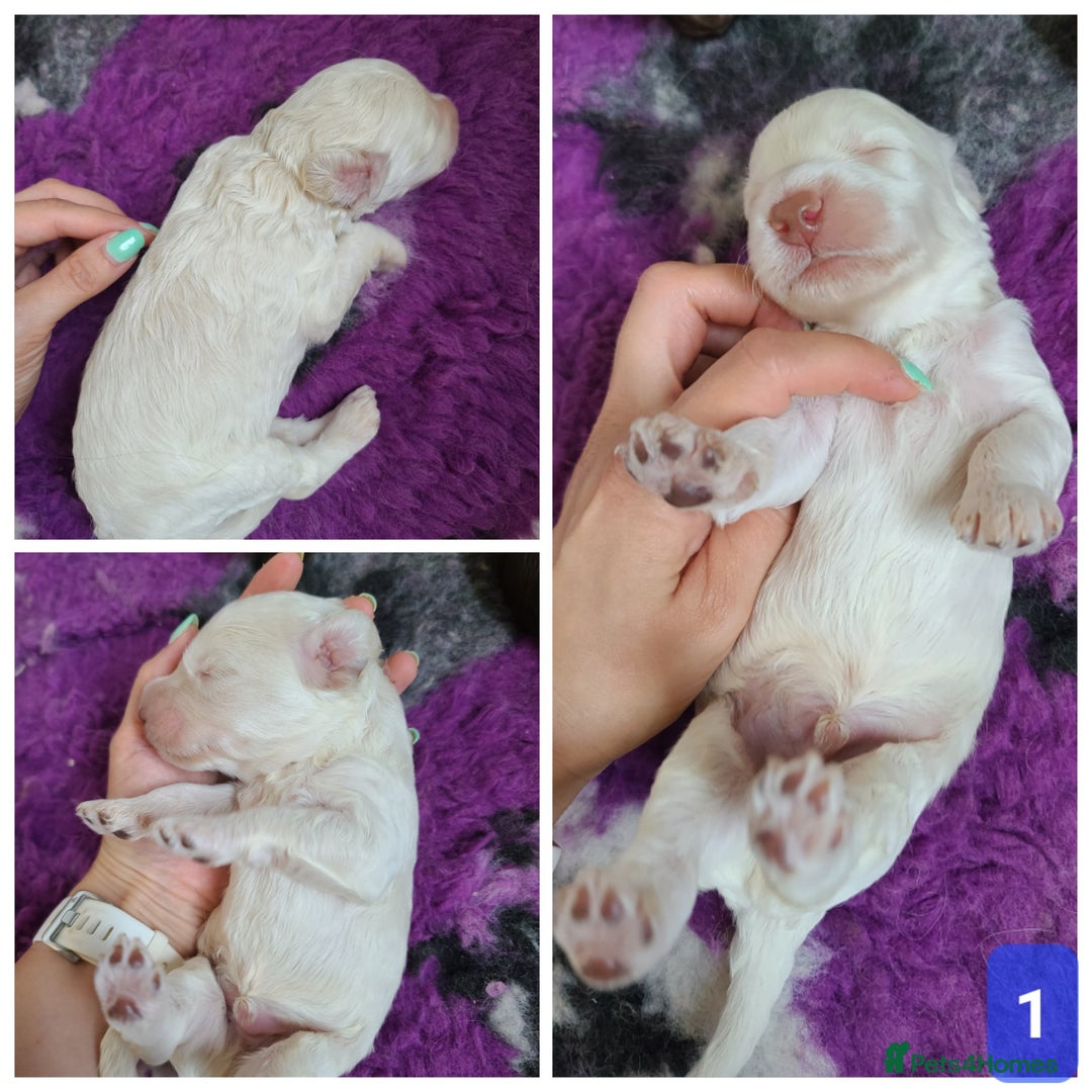 Cockapoo dogs for sale: F1b Cockapoos. Boys & Girls. DNA HEALTH TESTED - Image 5