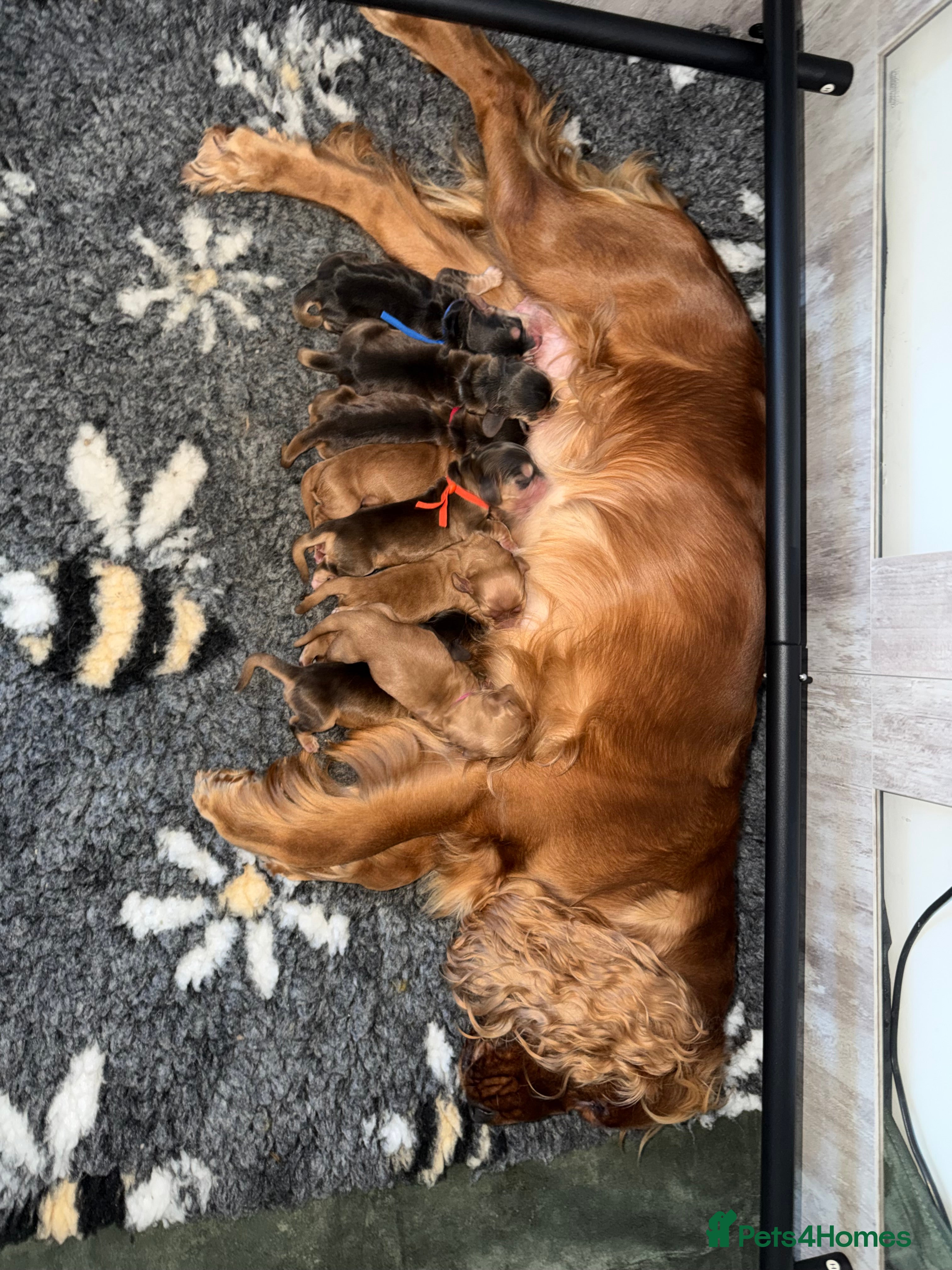 Cocker Spaniel dogs for sale: Beautiful cocker spaniels  - Advert 2