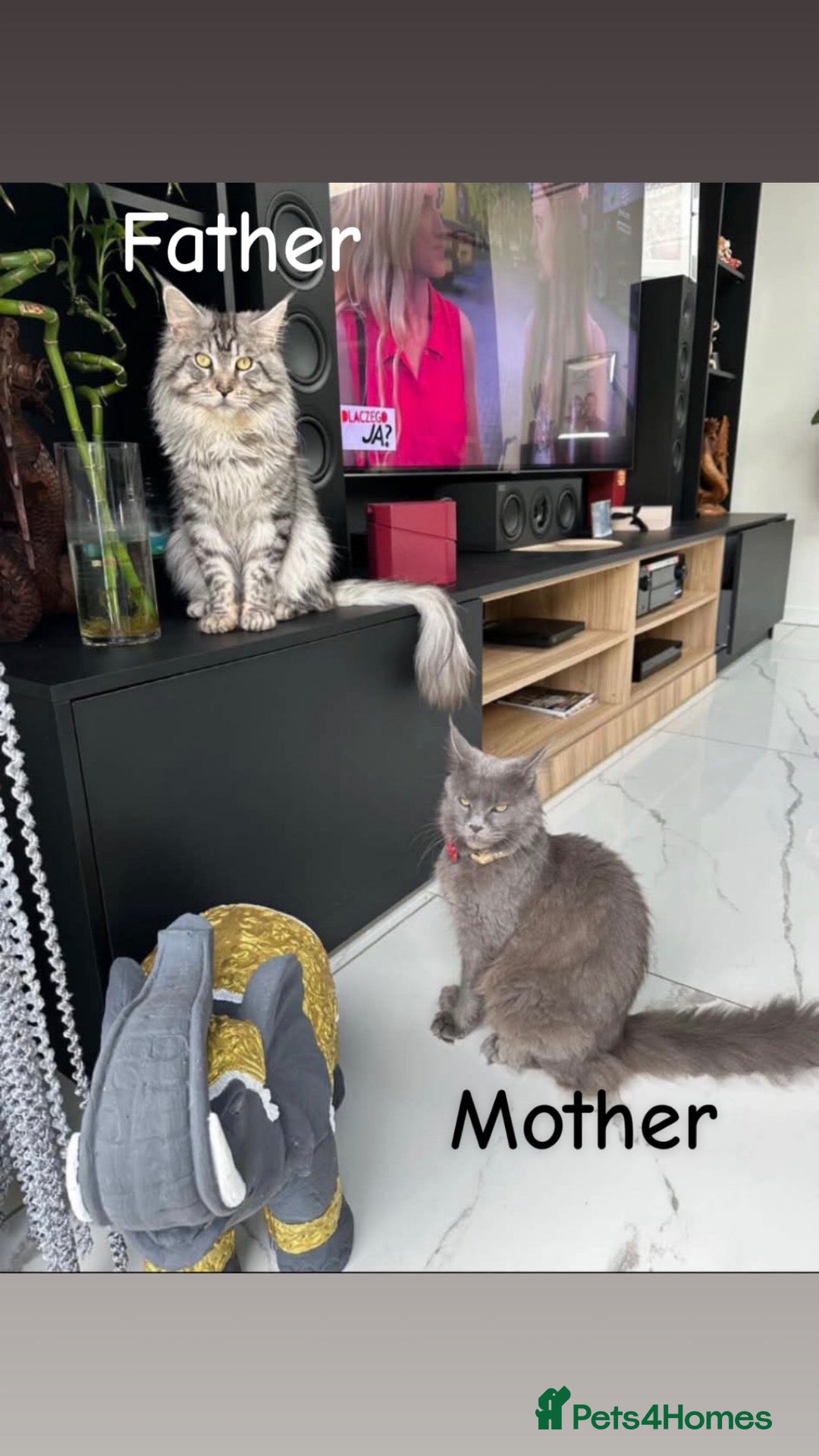 Maine Coon cats Stunning Mainecoon Kittens  - Advert 1