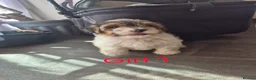 Biewer Terrier dogs for sale: 4 beautiful Yorkshire Biewer terrier puppies in Blackpool - Advert 17