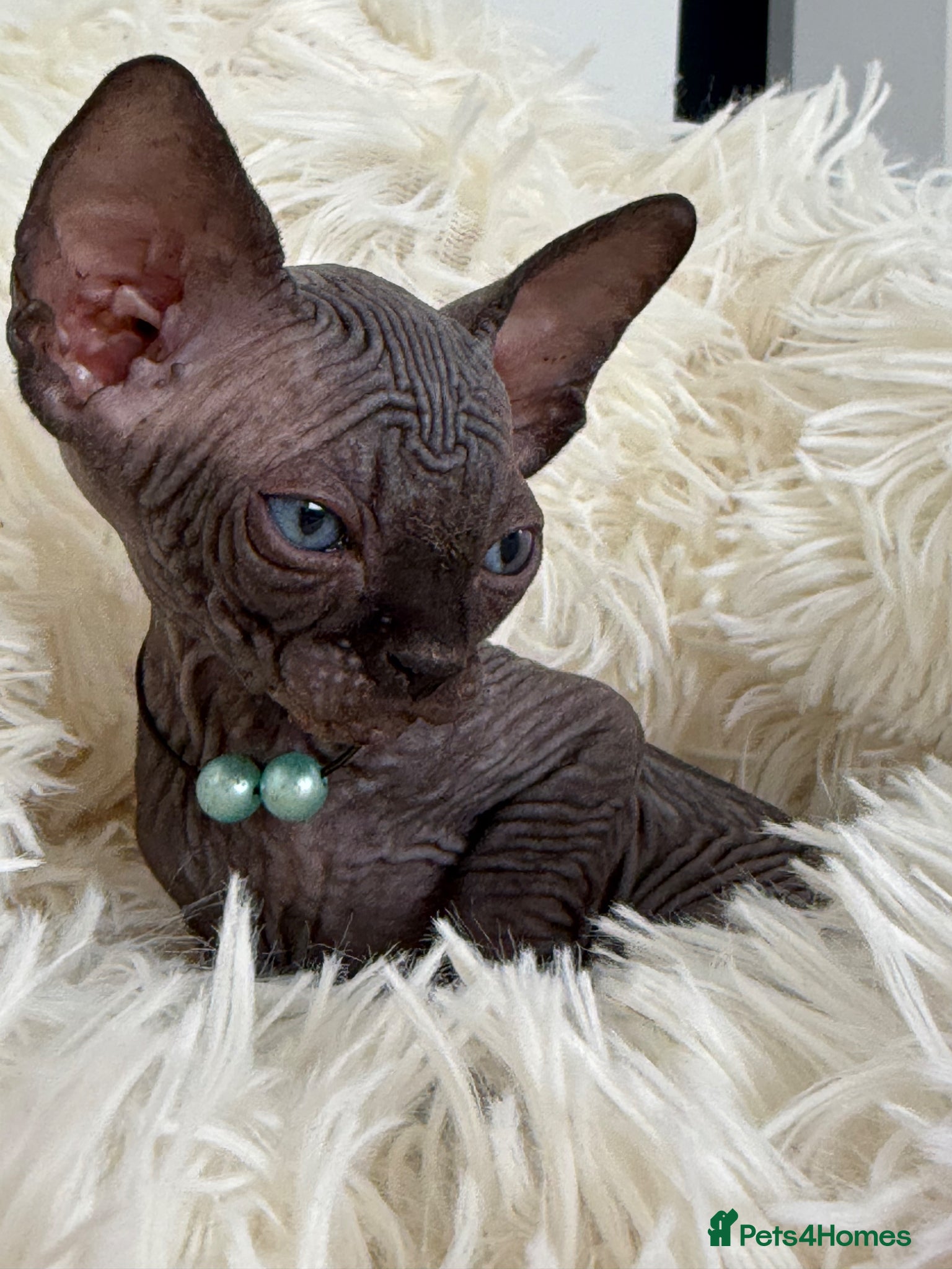 Sphynx cats Only 1 male and 1 female left!♥️ - Advert 1