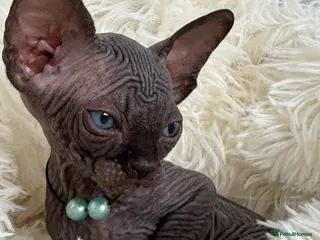 Sphynx cats Only 1 male and 1 female left!♥️ - Advert 1