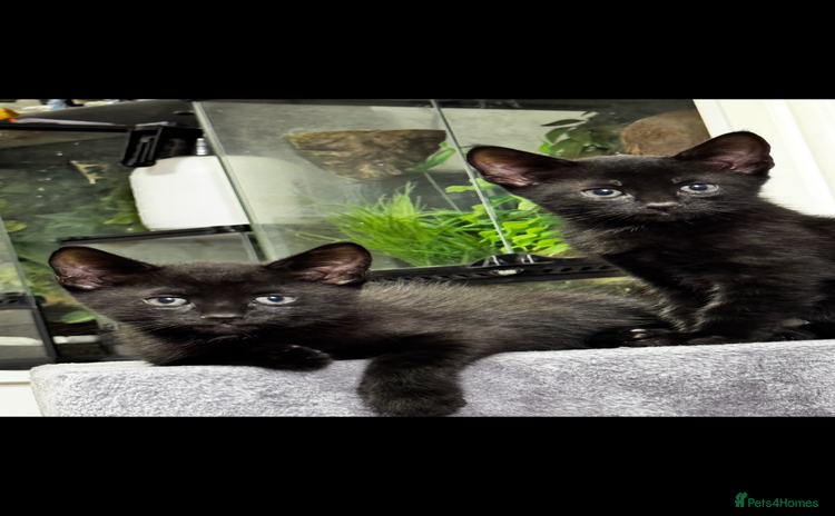 Mixed Breed cats - Advert 6