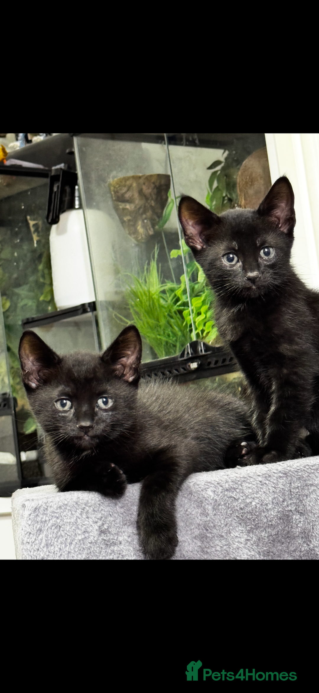 Mixed Breed cats for sale: Lovely boys - Image 1