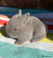 Netherland Dwarf rabbits Sweet Netherland Dwarf bunnies - Advert 3