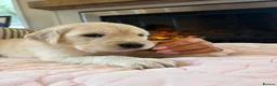 Golden Retriever dogs for sale:     Stunning KC Registered Golden Retriever Pups - Advert 33