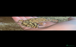 Leopard Gecko reptiles for sale: Leopard gecko with 3ft viv - Image 1