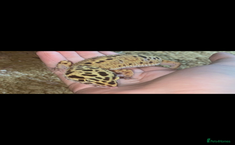 Leopard Gecko reptiles - Advert 2