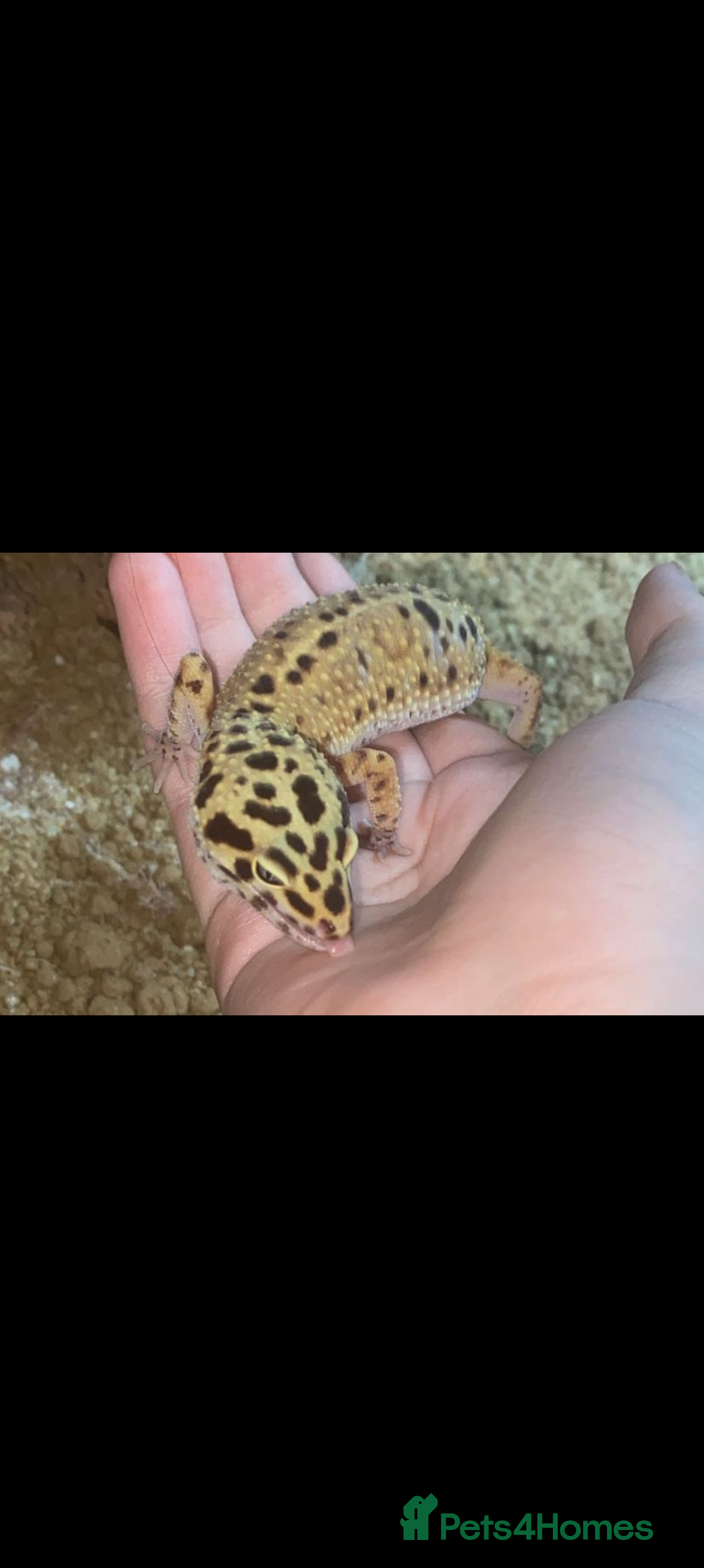 Leopard Gecko reptiles for sale: Leopard gecko with 3ft viv - Image 1